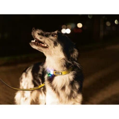 Beeztees Safety Gear Parinca Premium Halsband 14 Beeztees Safety Gear Parinca Premium Halsband -Heimtierbedarf Seri beeztees safety gear parinca premium halsband 215015 0500 none