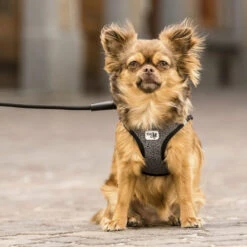 Curli Vest Harness Merino -Heimtierbedarf Seri curli vest harness merino black 175270 0500 none