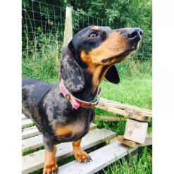 DWAM Halsband Boho Rosa -Heimtierbedarf Seri dwam halsband boho rosa 132071 0500 none