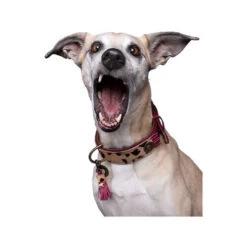 DWAM Halsband Lou Lou 6 DWAM Halsband Lou Lou -Heimtierbedarf Seri dwam halsband lou lou 182182 0500 none