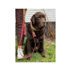 DWAM Halsband Lou Lou 7 DWAM Halsband Lou Lou -Heimtierbedarf Seri dwam halsband lou lou 182185 0500 none