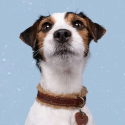 DWAM Halsband Teddy -Heimtierbedarf Seri dwam halsband teddy 189220 0500 none