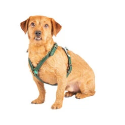 DWAM Hundegschirr Ivy -Heimtierbedarf Seri dwam hondentuigje ivy 182743 0500 none