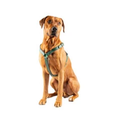 DWAM Hundegschirr Ivy -Heimtierbedarf Seri dwam hondentuigje ivy 182746 0500 none