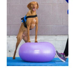 FitPAWS Trax Donut -Heimtierbedarf Seri fitpaws trax donut 103252 0500 none