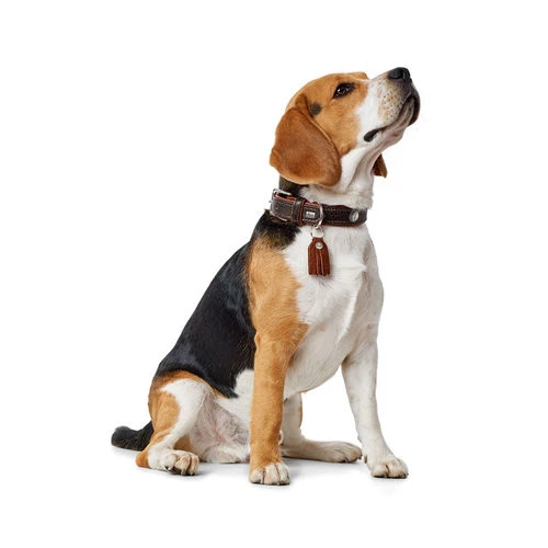 Hunter Halsband Cody 3 Hunter Halsband Cody – Bild 3