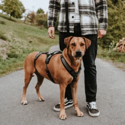 Hunter Sicherheitsgeschirr Maldon -Heimtierbedarf Seri hunter veiligheidsharnas maldon 221547 0500 none