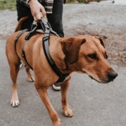 Hunter Sicherheitsgeschirr Maldon -Heimtierbedarf Seri hunter veiligheidsharnas maldon 221553 0500 none