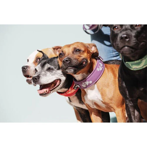 Hurtta Weekend Warrior Halsband 3 Hurtta Weekend Warrior Halsband – Bild 3