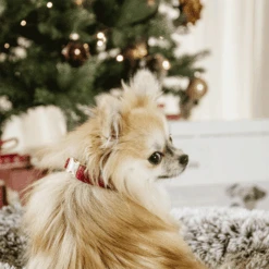 Kentucky Dogwear Corduroy Hundehalsband 15 Kentucky Dogwear Corduroy Hundehalsband -Heimtierbedarf Seri kentucky dogwear corduroy hondenhalsband 219200 0500 none