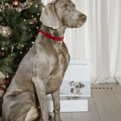 Kentucky Dogwear Corduroy Hundehalsband 12 Kentucky Dogwear Corduroy Hundehalsband -Heimtierbedarf Seri kentucky dogwear corduroy hondenhalsband 219201 0500 none