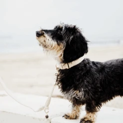 Kentucky Dogwear Hundehalsband Wool 25 Kentucky Dogwear Hundehalsband Wool -Heimtierbedarf Seri kentucky dogwear hondenhalsband wool 219704 0500 none