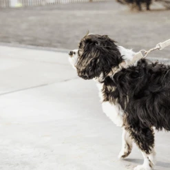 Kentucky Dogwear Hundeleine Wool 23 Kentucky Dogwear Hundeleine Wool -Heimtierbedarf Seri kentucky dogwear hondenlijn wool 219683 0500 none