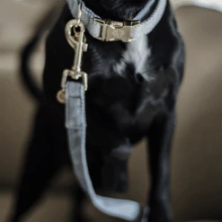 Kentucky Dogwear Hundeleine Wool 19 Kentucky Dogwear Hundeleine Wool -Heimtierbedarf Seri kentucky dogwear hondenlijn wool 219689 0500 none