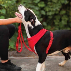 KONG Comfort Harness -Heimtierbedarf Seri kong comfort harness zwart 178771 0500 none