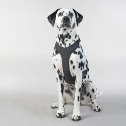 PAIKKA Visibility Harness -Heimtierbedarf Seri paikka visibility harness 217809 0500 none