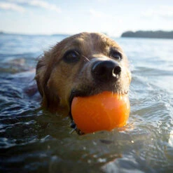 Planet Dog Orbee Tuff Squeak Ball - Orange 11 Planet Dog Orbee Tuff Squeak Ball - Orange -Heimtierbedarf Seri planet dog orbee tuff squeak ball oranje 168510 0500 none