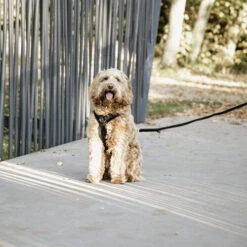 Kentucky Dog Harness Active Velvet -Heimtierbedarf Seri prod 15744 218994 0500 none