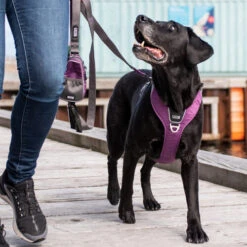 DOG Copenhagen Comfort Walk Pro Geschirr -Heimtierbedarf Seri prod 15938 220297 0500 none