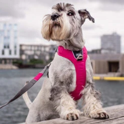 DOG Copenhagen Comfort Walk Pro Geschirr -Heimtierbedarf Seri prod 15938 220300 0500 none