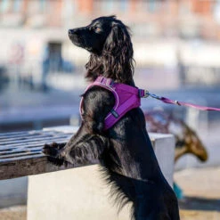 DOG Copenhagen Comfort Walk Go Geschirr 26 DOG Copenhagen Comfort Walk Go Geschirr -Heimtierbedarf Seri prod 15940 220325 0500 none