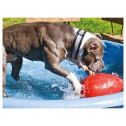 Jolly Egg 11 Jolly Egg -Heimtierbedarf Seri product jolly egg none 4 1496839894 86968