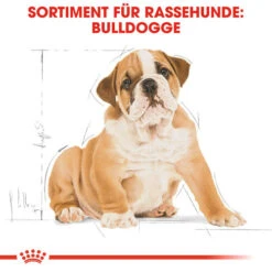 Royal Canin Bulldog Puppy - Hundefutter 11 Royal Canin Bulldog Puppy - Hundefutter -Heimtierbedarf Seri royal canin bulldog puppy hondenvoer 137812 0500 none