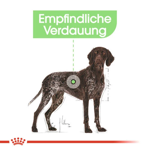 Royal Canin Maxi Digestive Care - Hundefutter 3 Royal Canin Maxi Digestive Care - Hundefutter – Bild 3