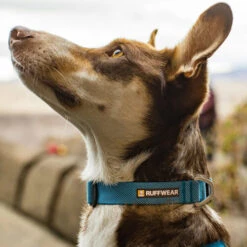 Ruffwear Hi & Light Halsband -Heimtierbedarf Seri ruffwear hi light collar 194264 0500 none