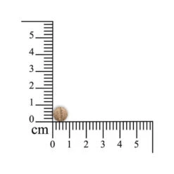 Sensipharm Obesitas Stop - Kleine Haustiere -Heimtierbedarf Seri sensipharm obesitas stop kleine huisdieren 174820 0500 none