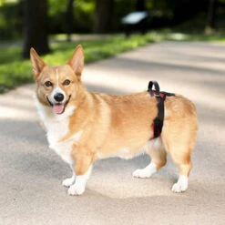 PetSafe Carelift - Tragesystem / Tragegeschirr Für Hunde -Heimtierbedarf Seri solvit carelift draagsysteem voor de hond 163711 0500 none